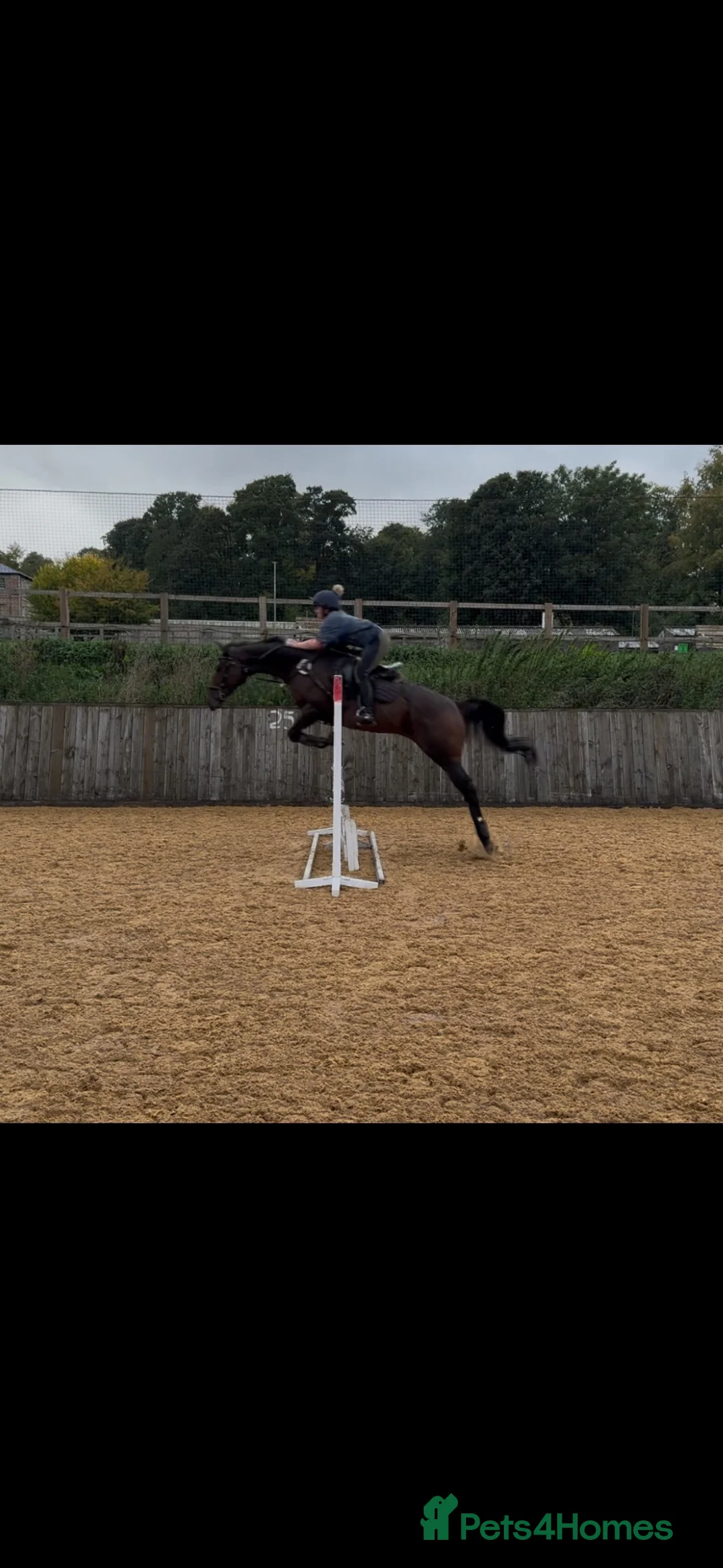 English Thoroughbred horses for sale: Beautiful ex racer  in Tidworth - Advert 2