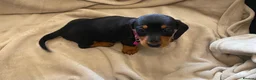 Dachshund dogs for sale: 7 beautiful puppy’s looking for a forever home.  - Advert 10
