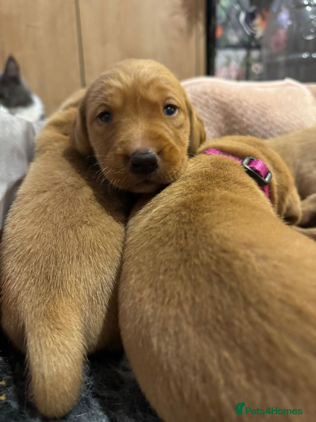 Labrador Retriever dogs for sale: Stunning 5* KC registered Fox Red Labradors - Advert 7