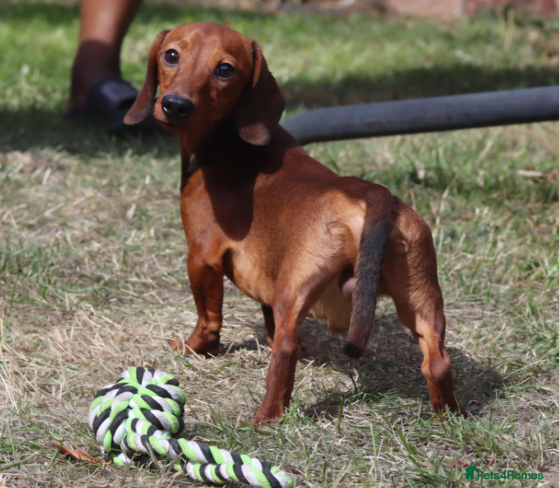 Miniature Dachshund dogs Red Miniature Dachshund Stud - Advert 1