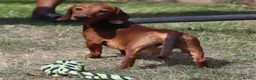 Miniature Dachshund dogs for stud: Red Miniature Dachshund Stud - Advert 1