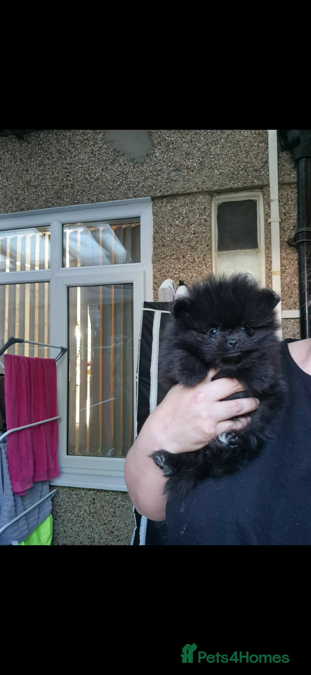 Pomeranian dogs for sale: Pomeranian  **  puppies Teddy bear face   in Leicester - Advert 2