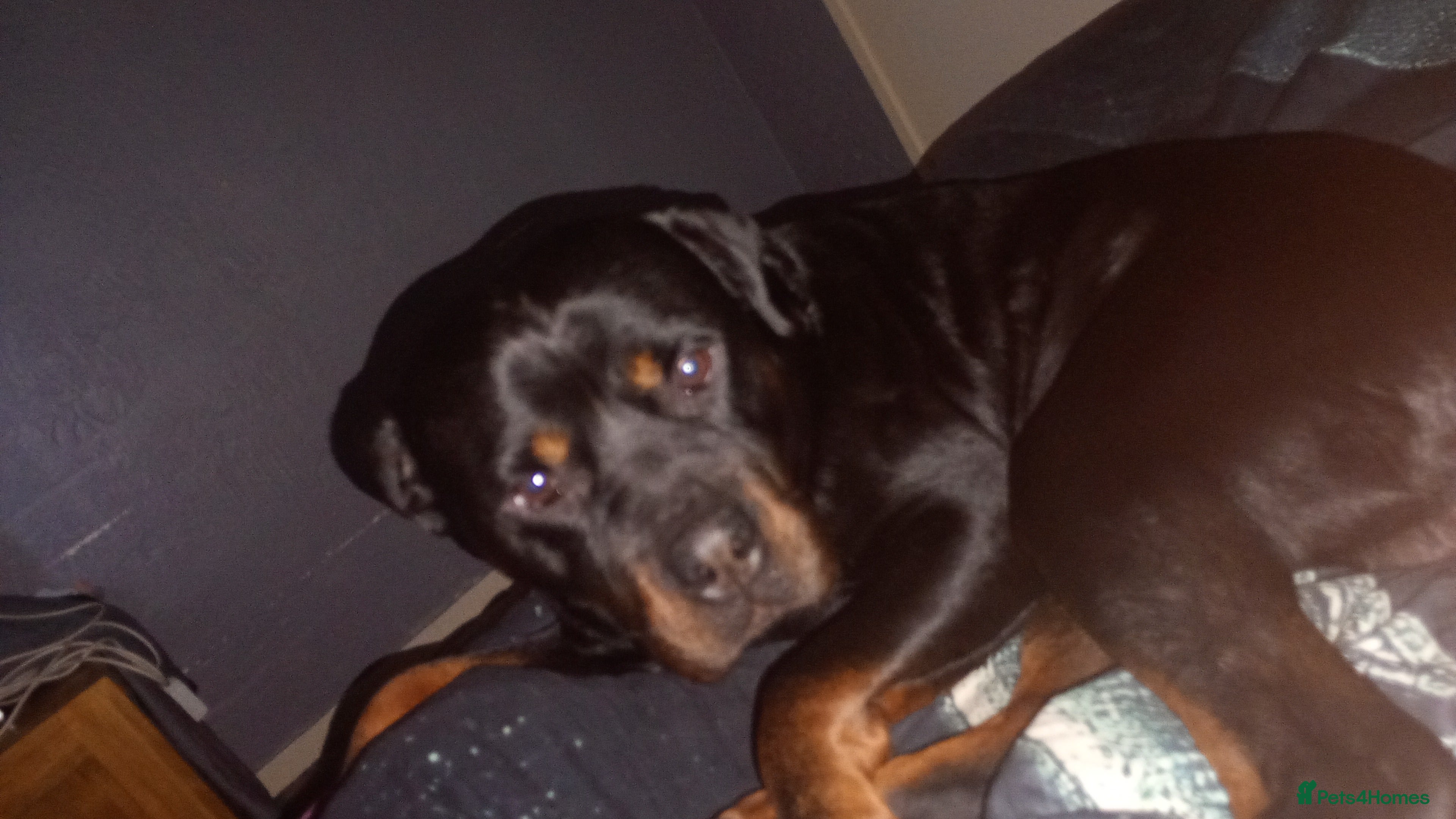 Rottweiler dogs Looking to stud my boy  - Advert 3