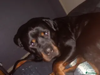 Rottweiler dogs Looking to stud my boy - Advert 3