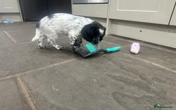 Mixed Breed dogs for sale: Fabulous Sprocker Pups - Image 4