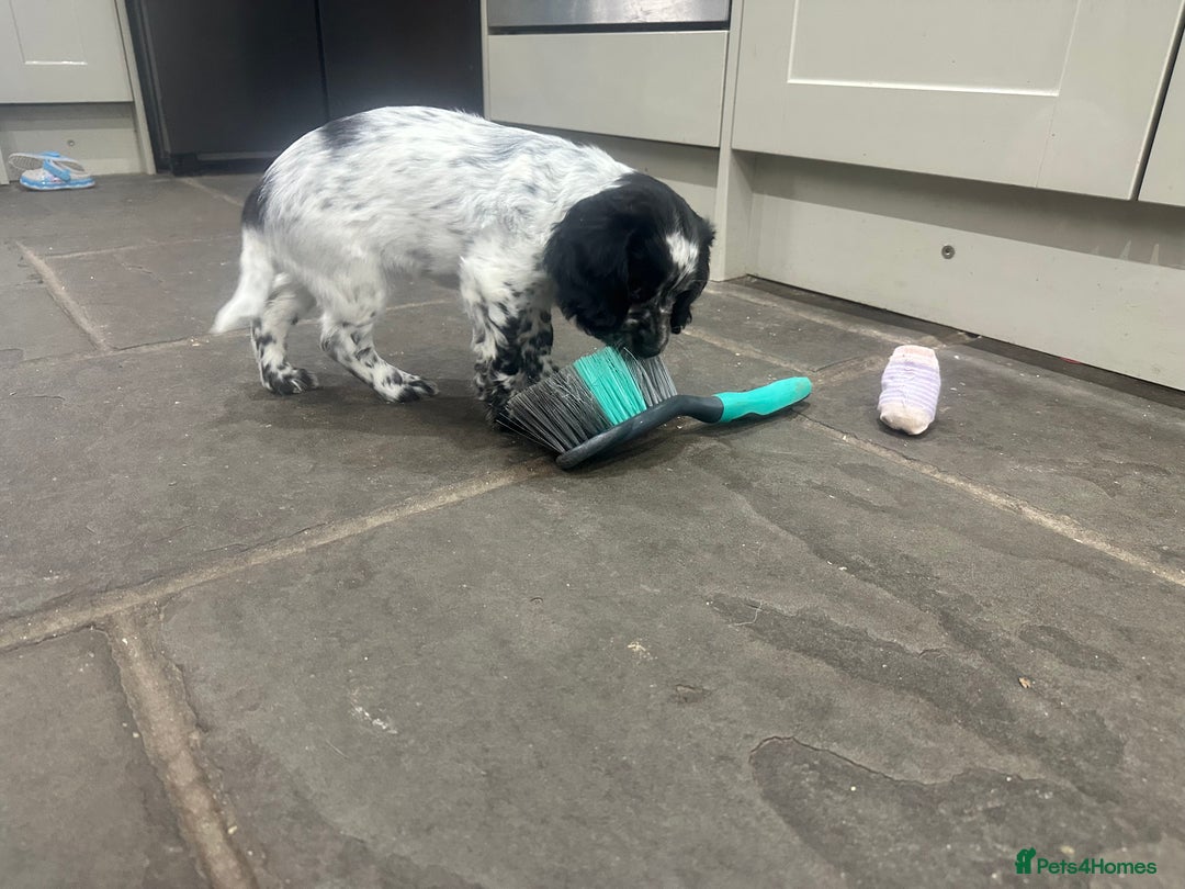 Mixed Breed dogs for sale: Fabulous Sprocker Pups - Image 4