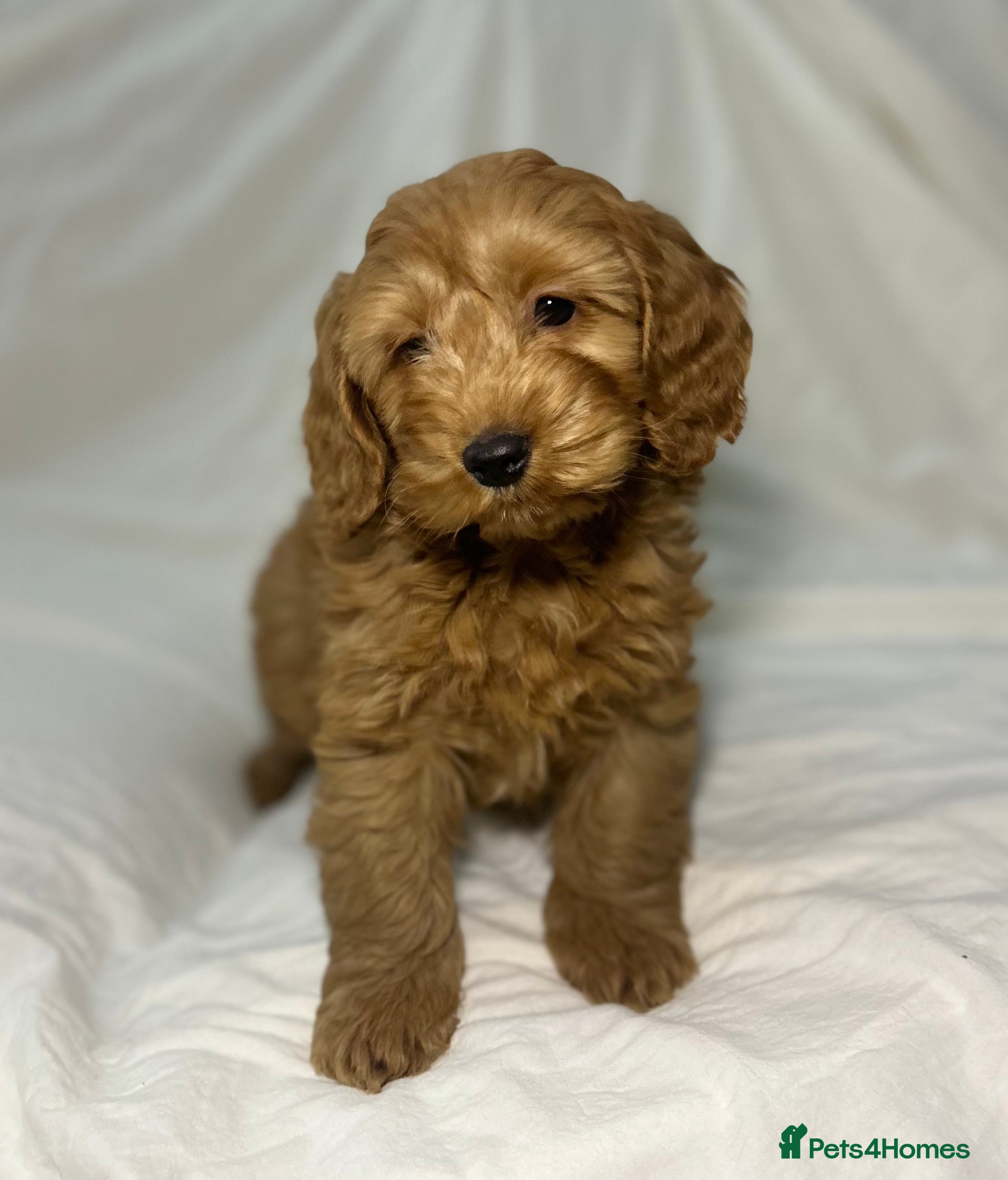 Cockapoo dogs 2 lovely Cockapoo puppies   - Advert 8