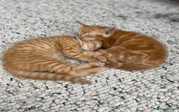Domestic Shorthair cats for sale: Only one left - all ginger girl female kitten  - Image 2