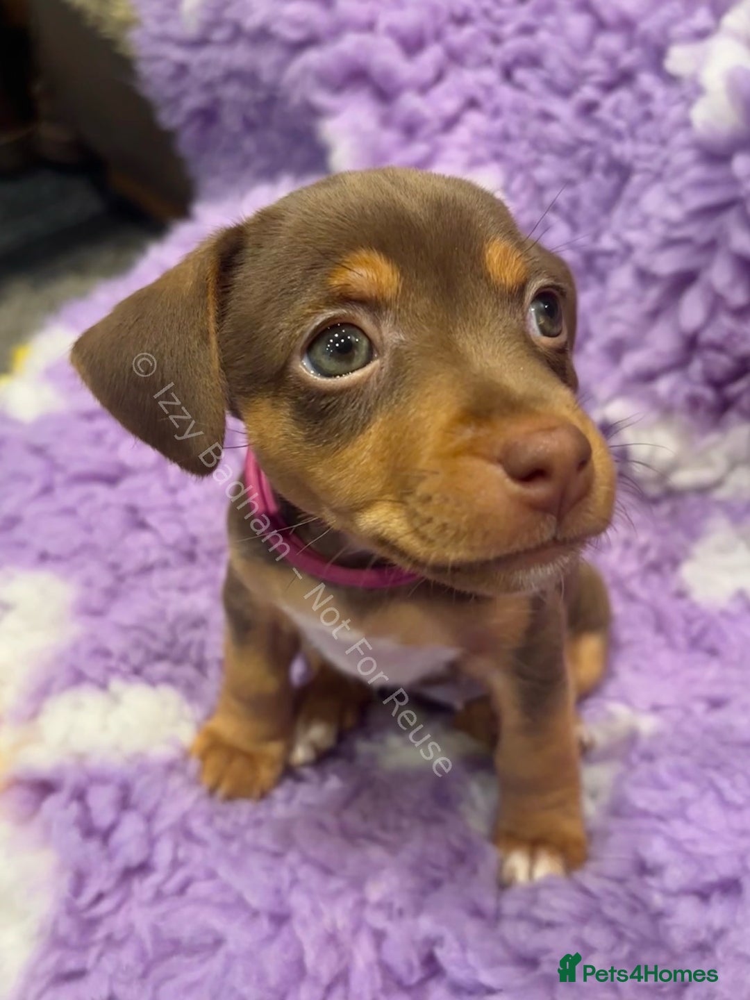 Jack Russell dogs for sale: Lilac and Chocolate Jack Russell Terrier Puppies  - Advert 2