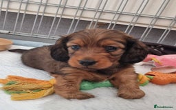 Miniature Dachshund dogs for sale: Miniature Dachshund Puppies - Image 5