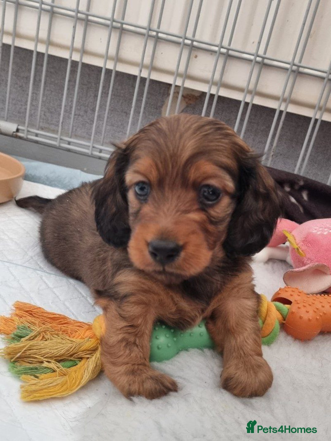 Miniature Dachshund dogs for sale: Miniature Dachshund Puppies - Image 5