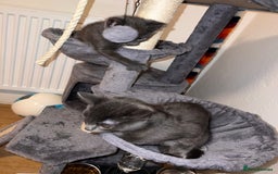 Russian Blue cats for sale: Kitten for Salle big cat 18week small 11 week  - Image 3