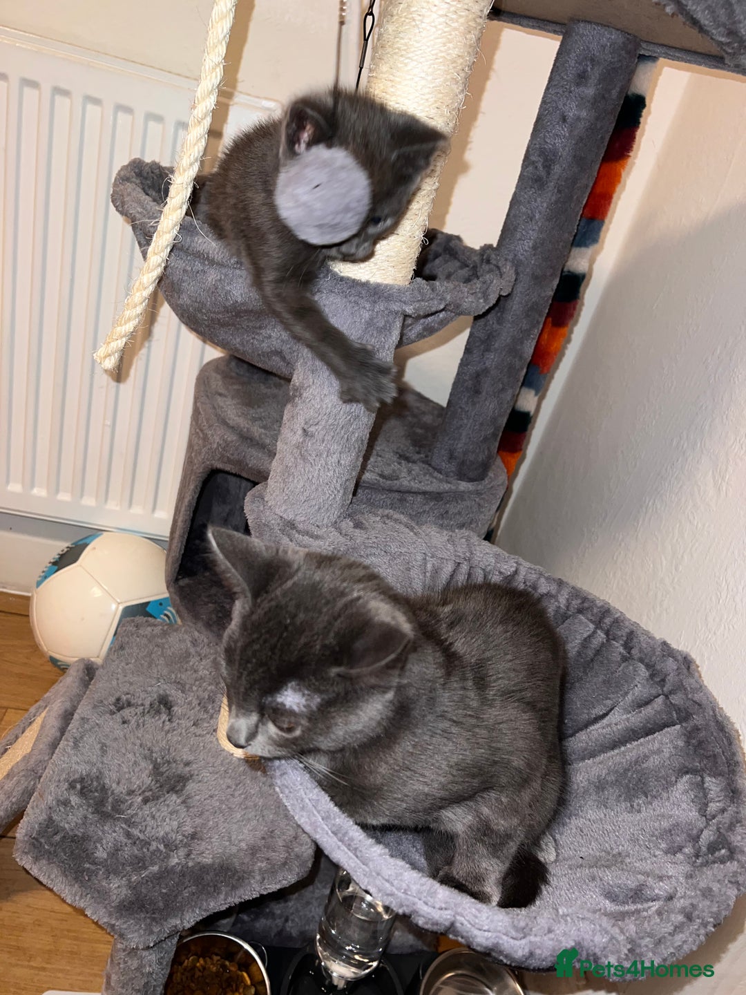 Russian Blue cats for sale: Kitten for Salle big cat 18week small 11 week  - Image 3