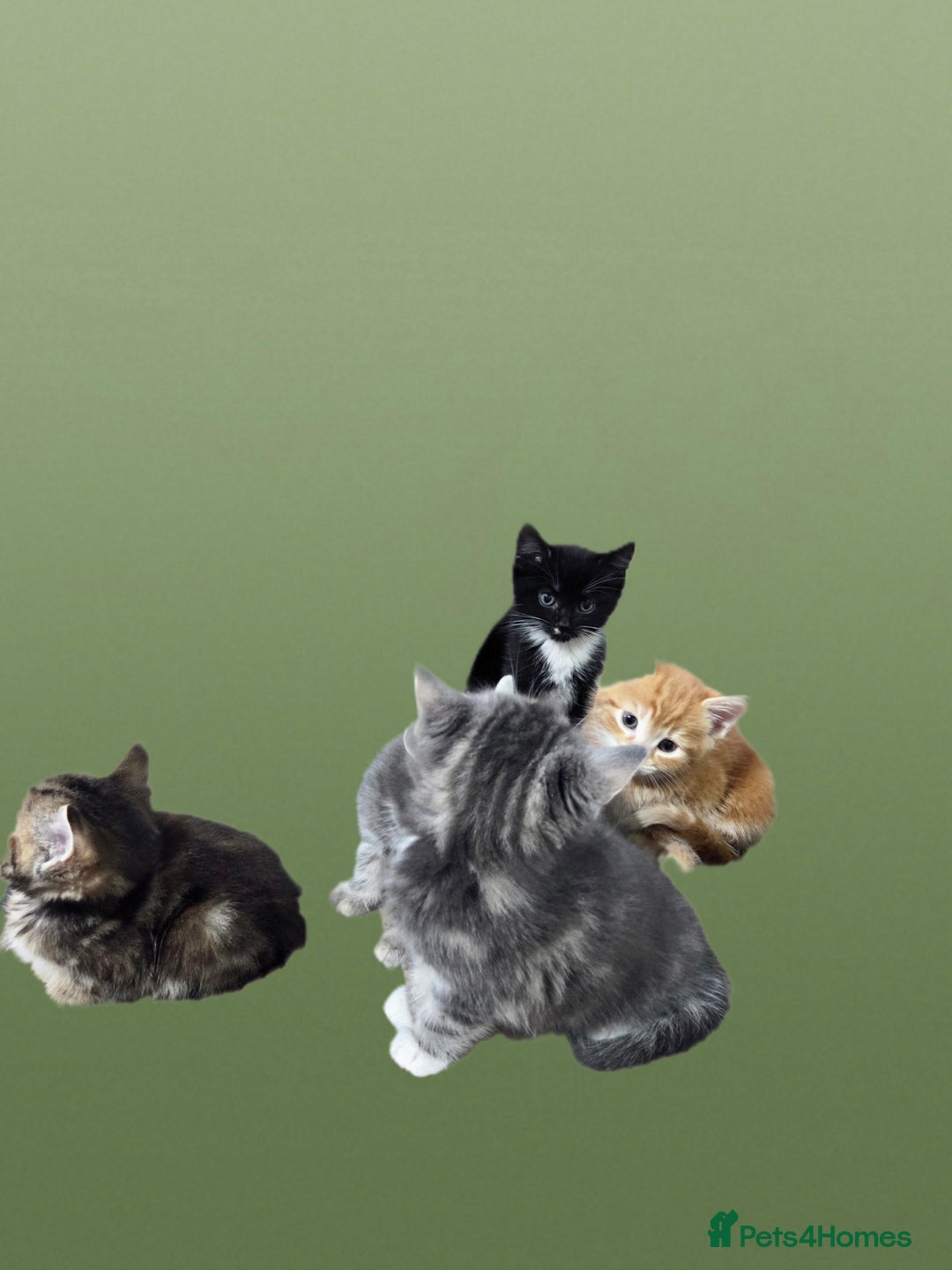 Mixed Breed cats for sale: Kittens  - Advert 6