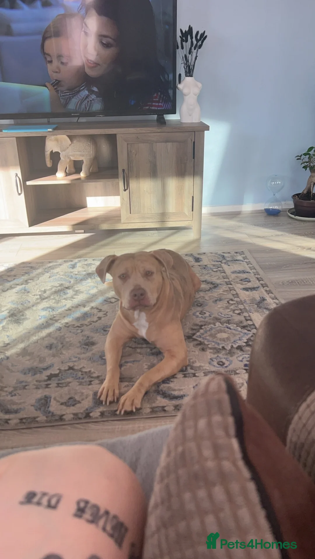 Mixed Breed dogs for sale: American bulldog mix - Advert 8