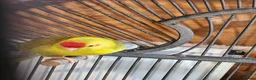Parakeets birds for sale: BEAUTIFUL kAKARIKIS - Advert 6