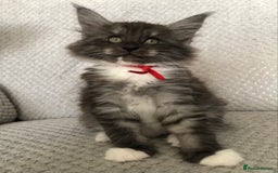 Maine Coon cats for sale: MaineCoon Kittens Black Smoke 1 Boy & 2 Girls - Image 23