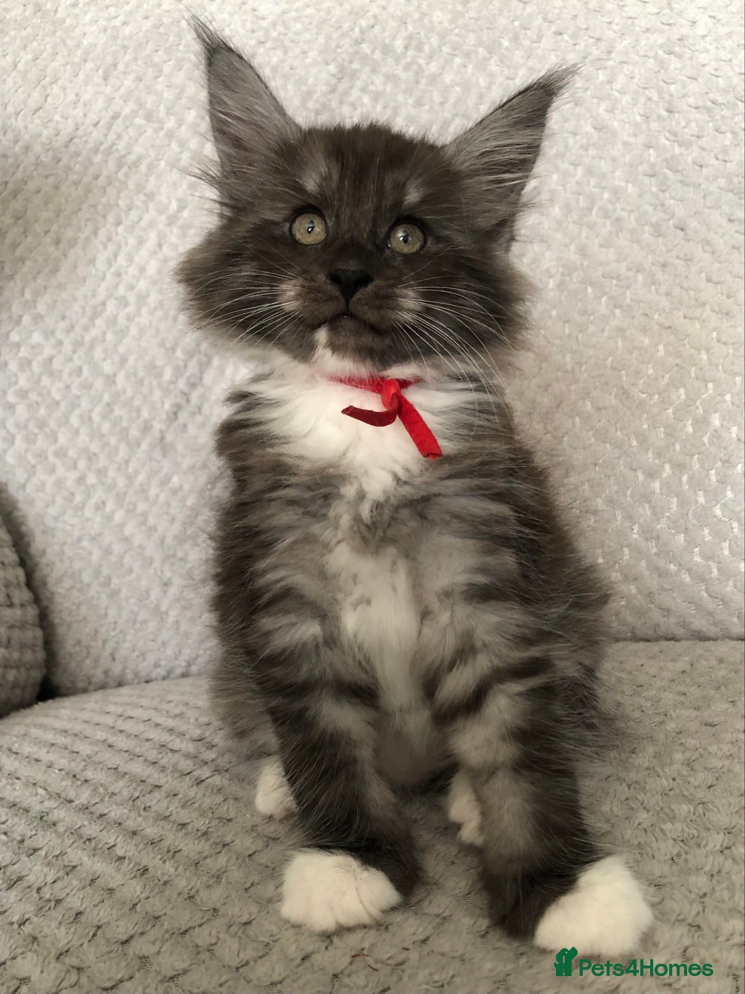 Maine Coon cats for sale: MaineCoon Kittens Black Smoke 1 Boy & 2 Girls - Image 23