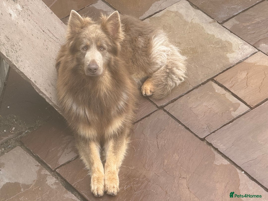 German Shepherd dogs for stud: Sabre, big strong straight backed DMclear male GSD in Stoke-on-Trent - Image 20