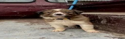 Mixed Breed dogs for sale: Welsh Sheepdog Cross Puppies - Advert 8