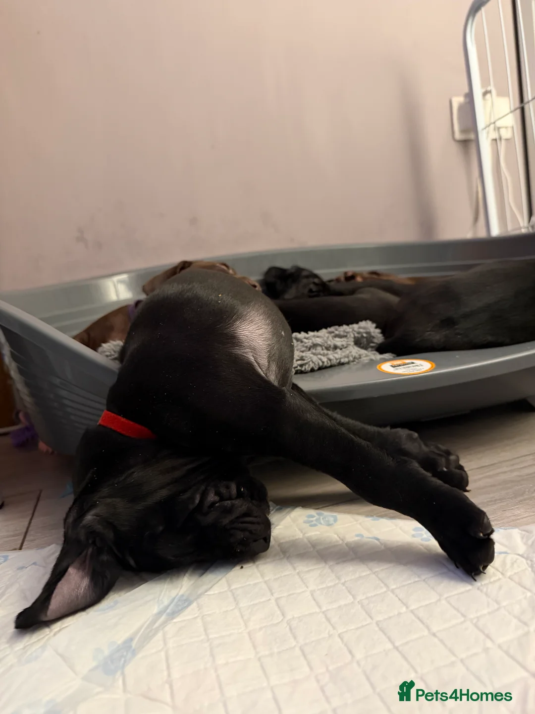 Mixed Breed dogs for sale: Vizmaraner puppies  - Advert 25