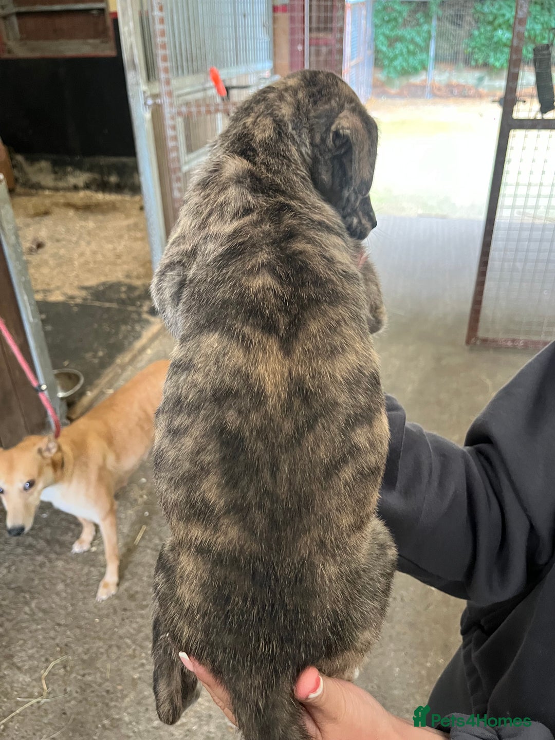 Lurcher dogs for sale: Lurcher Puppies For Sale - Image 4