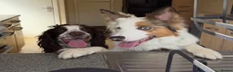 Welsh Collie dogs for sale: Welsh Collie - Advert 5