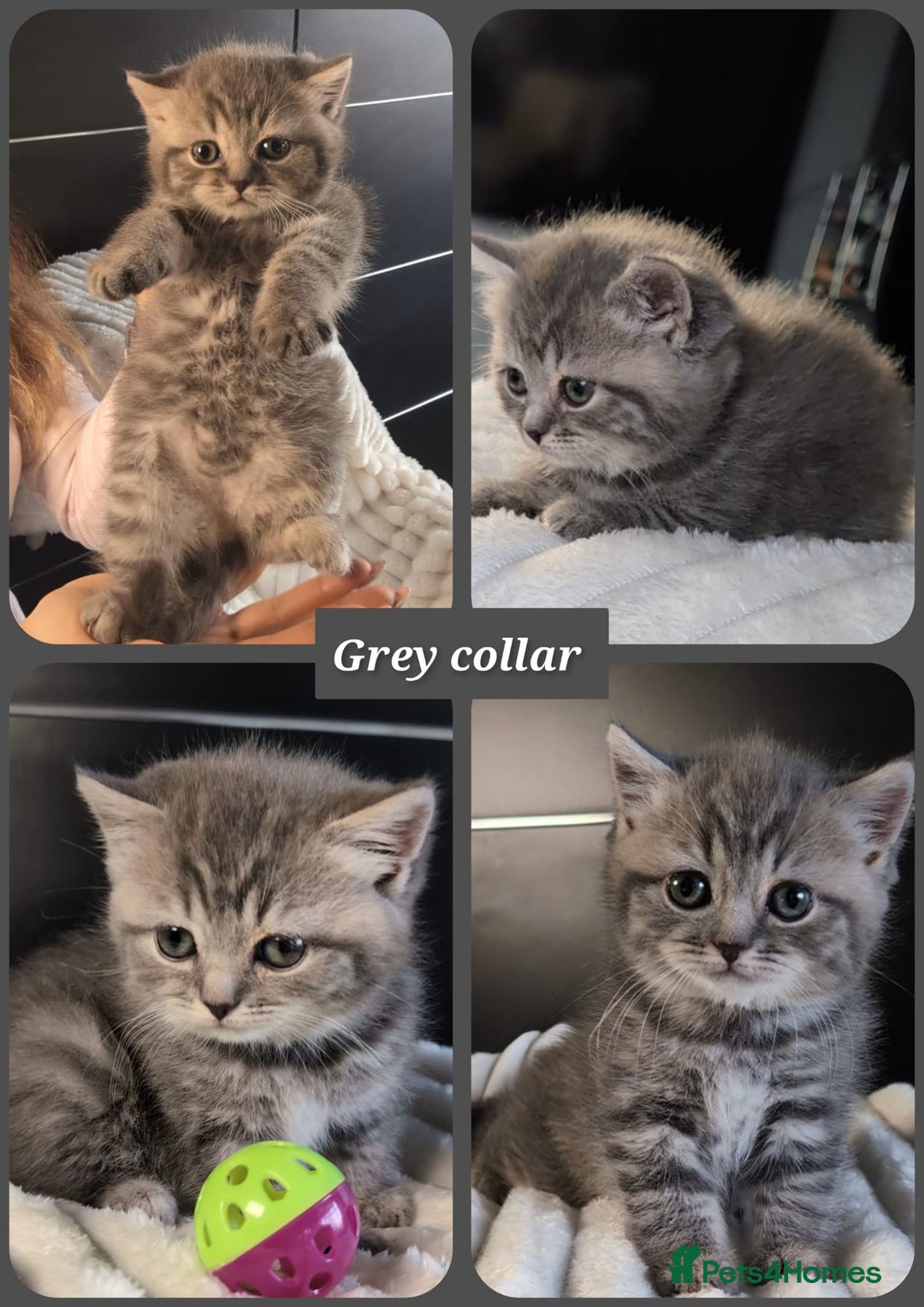British Longhair cats for sale: 💖💙 BSH and BLH ● TICA & GCCF reg ●  - Advert 3