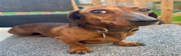 Miniature Dachshund dogs for stud: MINIATURE DACHSHUND FOR STUD - Advert 4