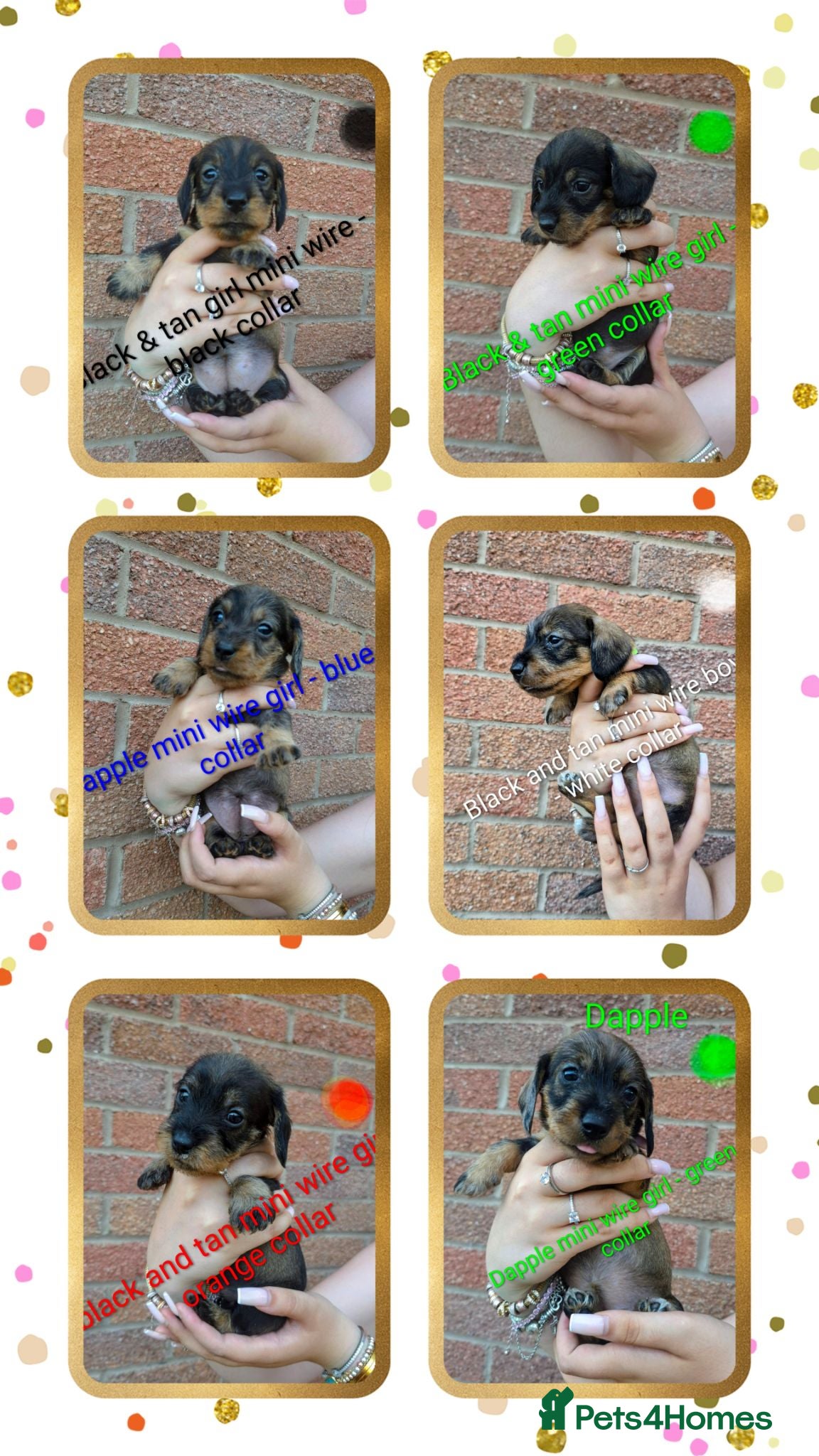Dachshund dogs Miniature wire dachshund puppies - Advert 1