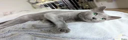 Russian Blue cats for sale: Rehoming Pasha - Advert 5