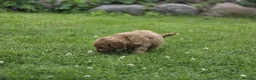 Cockapoo dogs for sale: Cockapoo Pups - Fully Health Tested and vaccinated in Wigton - Advert 17