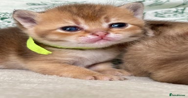 British Shorthair cats Chunky British shorthair  - Advert 1