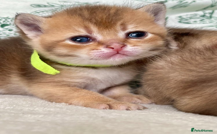 British Shorthair cats Chunky British shorthair  - Advert 16