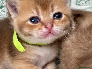 British Shorthair cats Chunky British shorthair - Advert 5