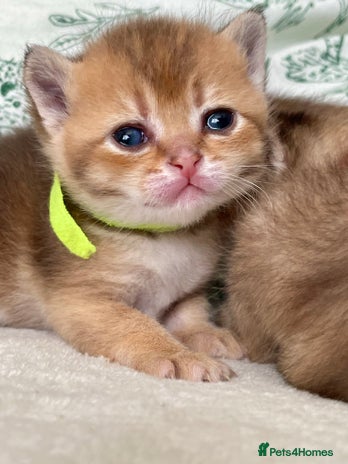 British Shorthair cats Chunky British shorthair - Advert 16