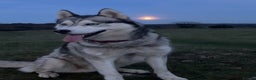 Siberian Husky dogs for sale: Thor a busy boy  - Advert 1
