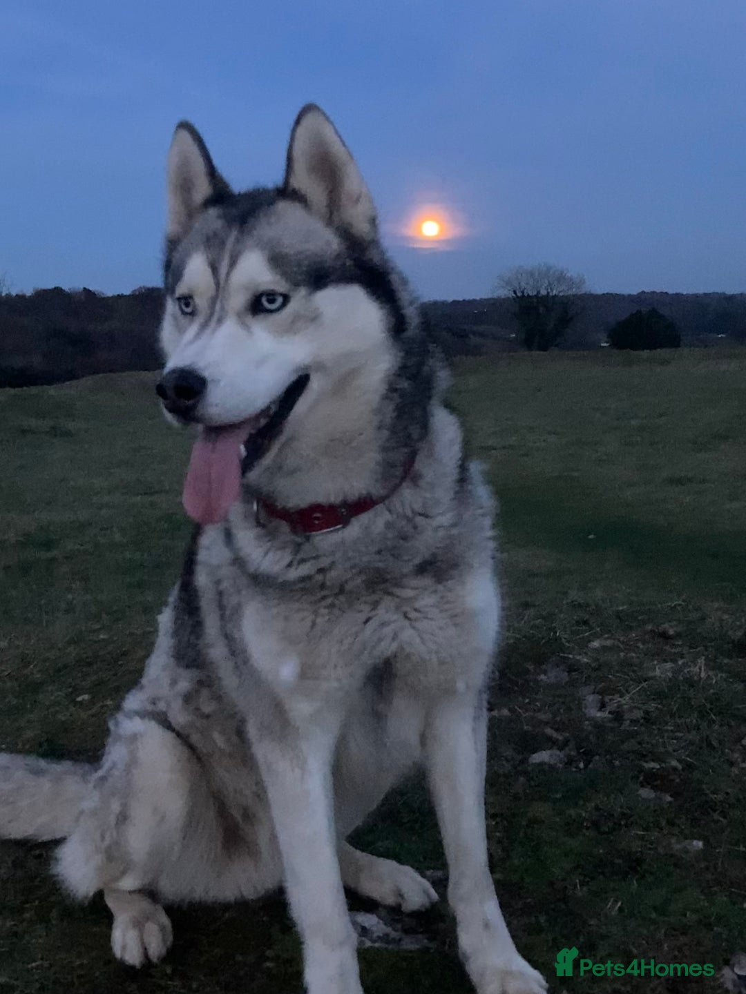 Siberian Husky dogs for sale: Thor a busy boy  - Advert 1