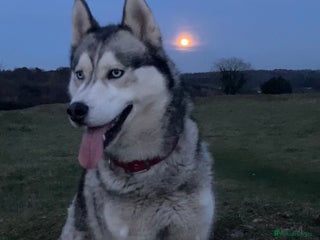 Siberian Husky dogs Thor a busy boy - Advert 9