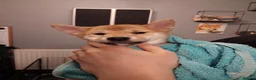 Japanese Shiba Inu dogs for sale: 2 KC female shiba pups looking for forever home. - Advert 8