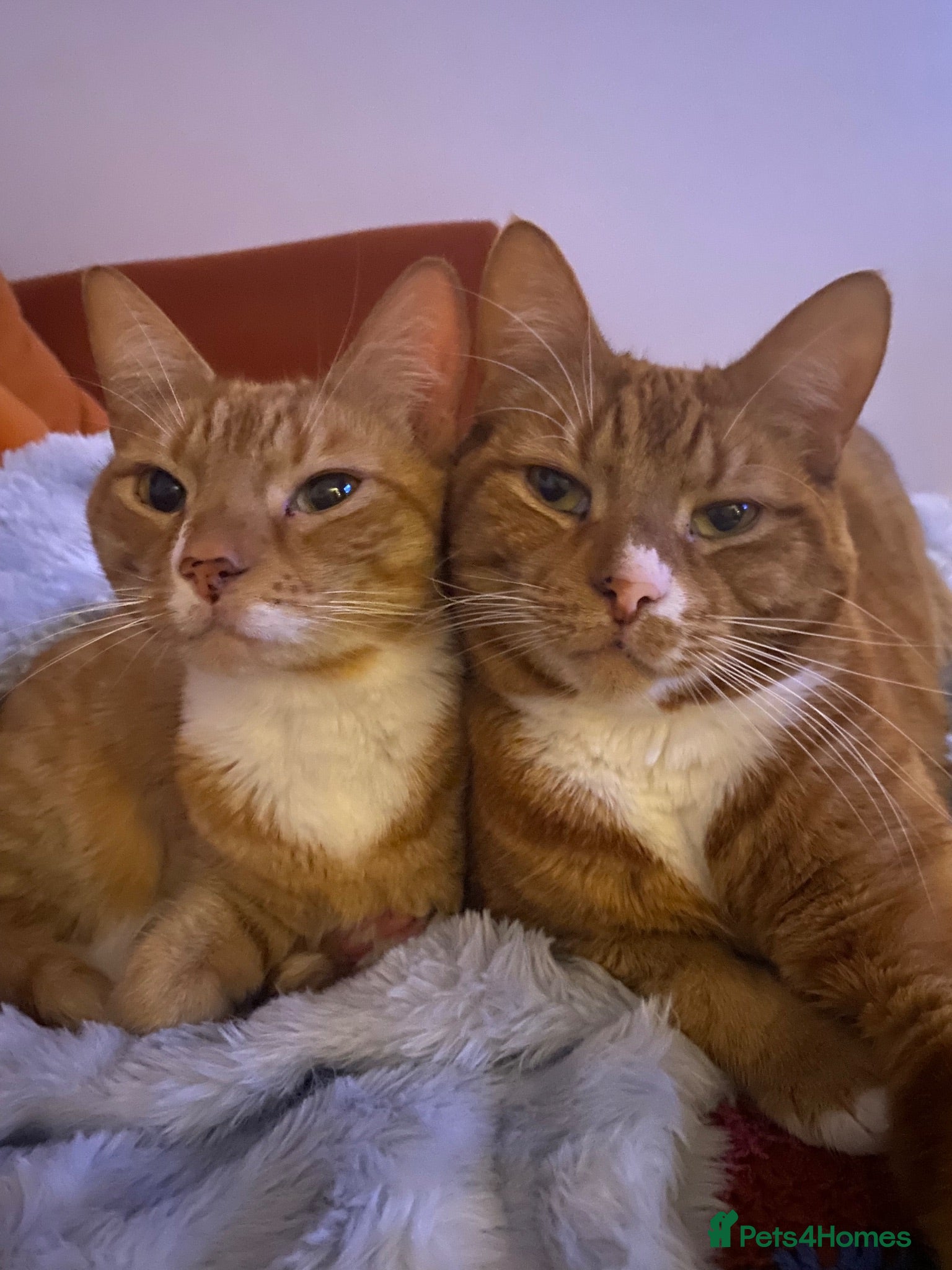 Mixed Breed cats 2 Indoor Male Cats  - Advert 1