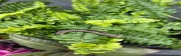 Mixed Breed invertebrates for sale: Various Invertebrates At Urban Exotics  - Advert 19
