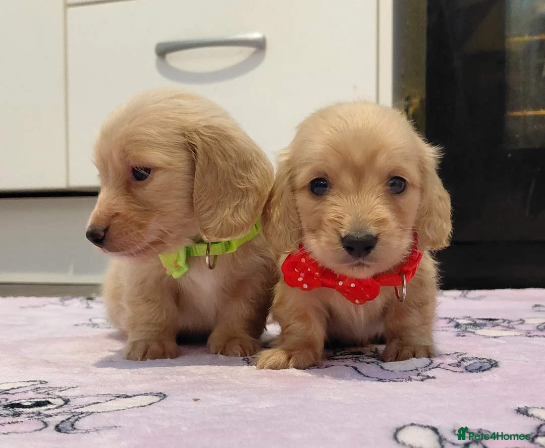 Miniature Dachshund dogs for sale: KC Reg. Longhaired Full Cream Mini Dachshunds 💛🐾 - Advert 29