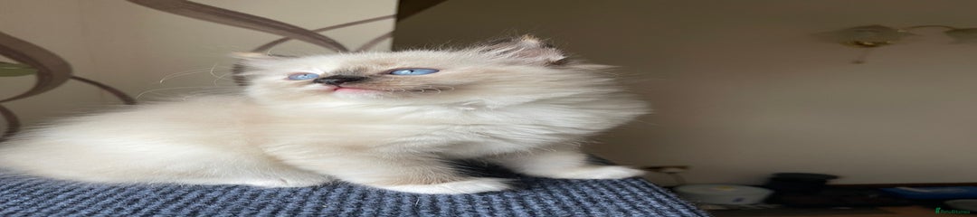 Ragdoll Kitten 4