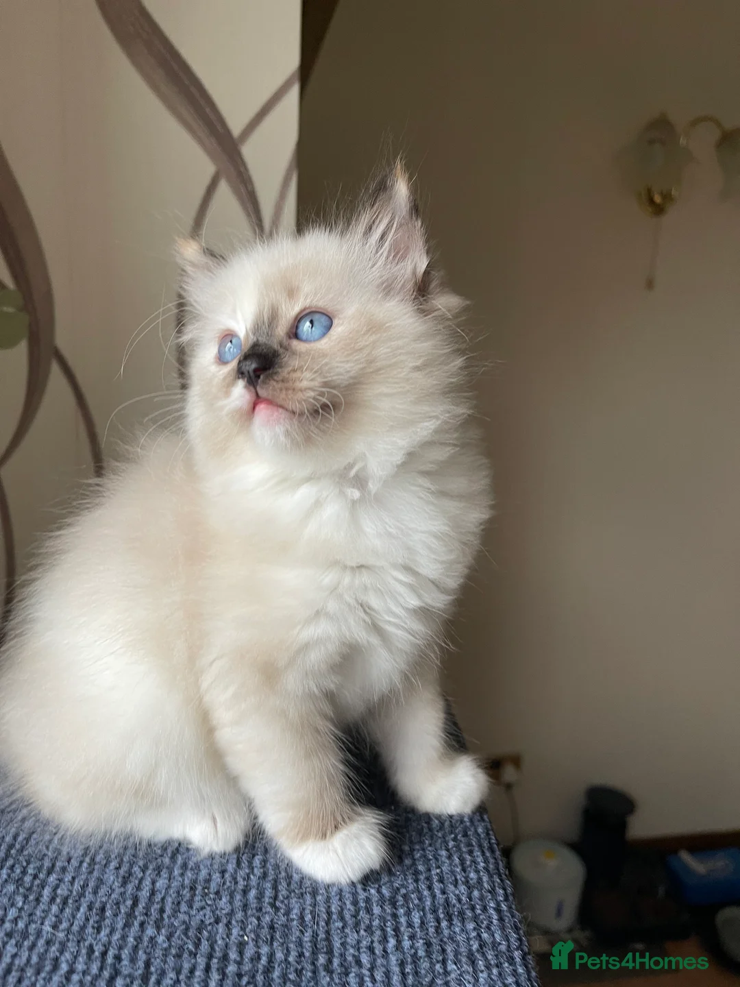 Ragdoll cats for sale: VERY RARE CREAM FLARE BICOLOUR RAGDOLL KITTEN - Advert 21