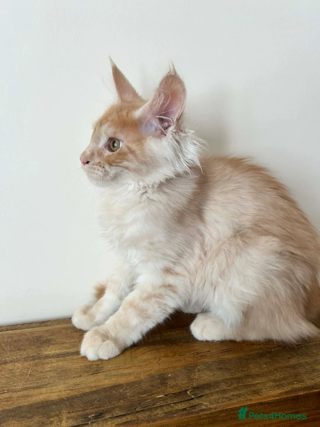Maine Coon cats for sale: TICA REGISTERED Maine Coon boys! £1250 - Advert 10
