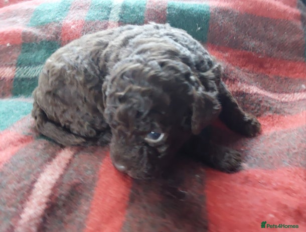 Lagotto Romagnolo dogs Beautiful KC Registered Lagotto Romagnolo Puppies - Advert 3