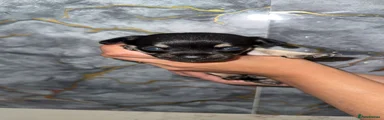 Chihuahua 1
