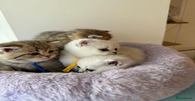 British Shorthair cats - Advert 5