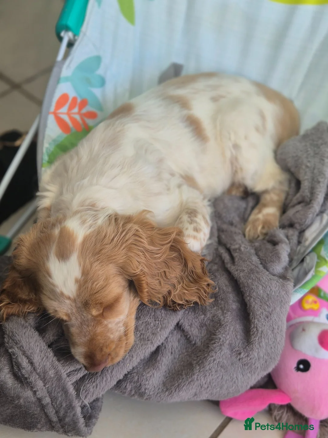 Cocker Spaniel dogs for sale: Show cocker spaniel female - Advert 2